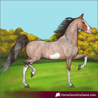 Horse Color:Bay Roan Splash Frame