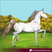 Horse Color:White Spotted Chestnut Appaloosa 