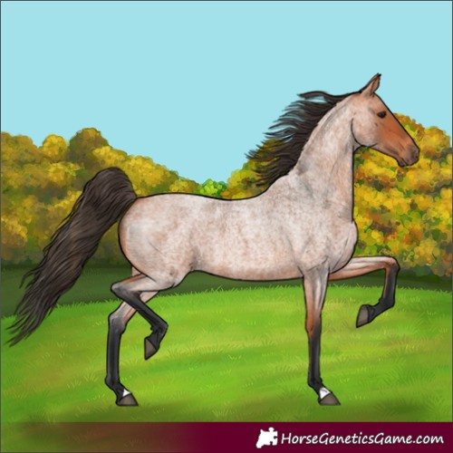 Horse Color:Bay Roan
