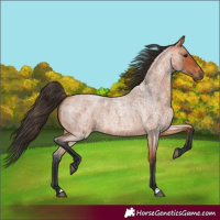 Horse Color:Bay Roan