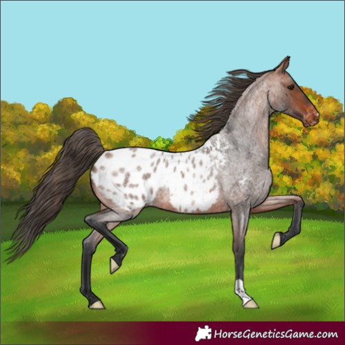 Horse Color:Bay Roan Appaloosa