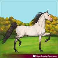 Horse Color:Bay Roan Dun