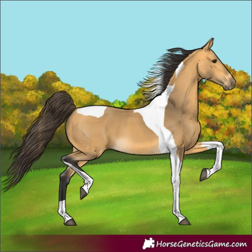 Horse Color:Buckskin Tobiano 
