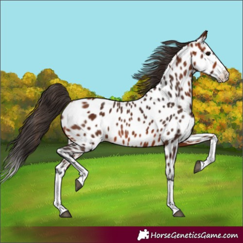 Horse Color:Bay Splash Near Leopard 