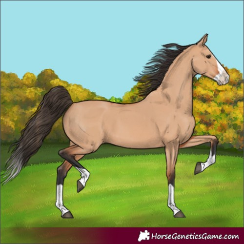 Horse Color:Bay Dun Splash 