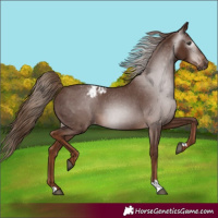 Horse Color:Gray Chestnut Appaloosa 