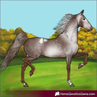 Horse Color:Gray Chestnut Varnish 