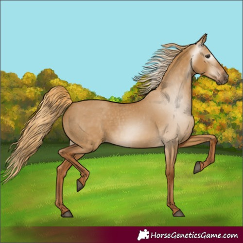 Horse Color:Gray Red Dun Appaloosa 