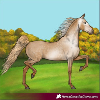 Horse Color:Gray Red Dun Varnish