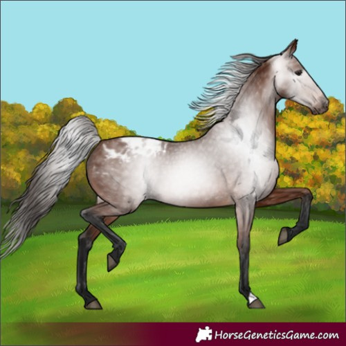Horse Color:Gray Bay Blanket 