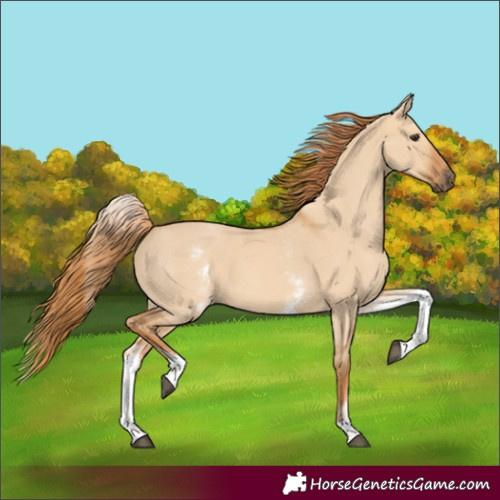 Horse Color:White Spotted Red Dun 