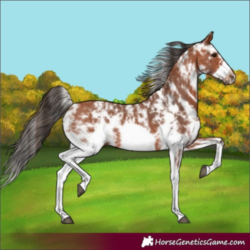 Horse Color:Bay Sabino Frame 