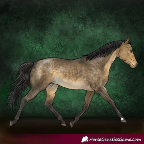 Horse Color:Buckskin Dun Rabicano 