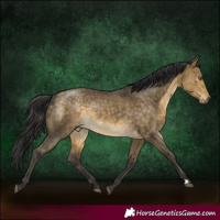 Horse Color:Buckskin Dun Rabicano