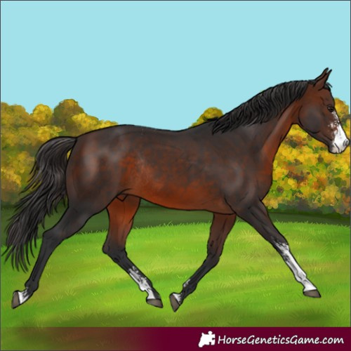 Horse Color:Brown Sabino Rabicano 
