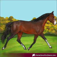 Horse Color:Brown Sabino Rabicano 