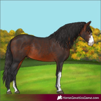 Horse Color:Brown Sabino Rabicano 