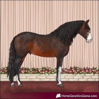 Horse Color:Brown Sabino Rabicano