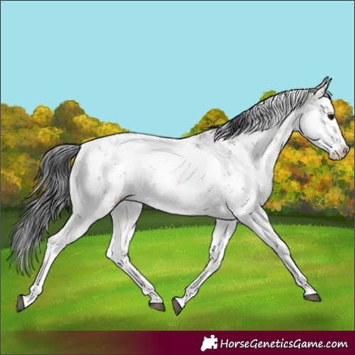 Horse Color:White Spotted Brown Dun Sabino Rabicano 