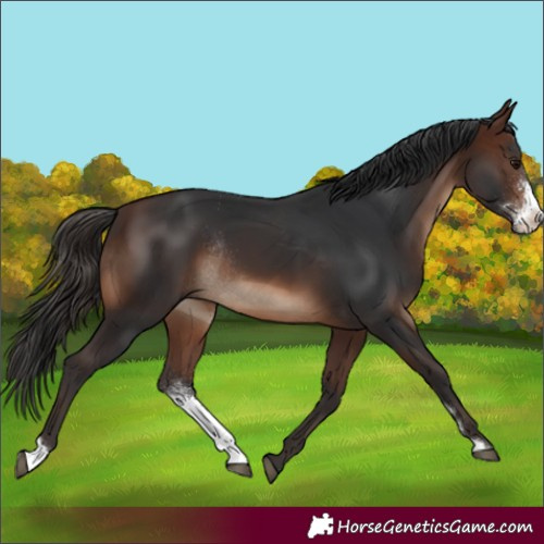Horse Color:Brown Sabino Rabicano