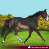 Horse Color:Brown Sabino Rabicano 