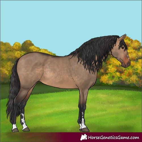 Horse Color:Brown Dun Rabicano