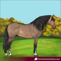 Horse Color:Brown Dun Rabicano 