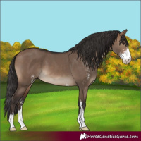 Horse Color:Brown Dun Sabino