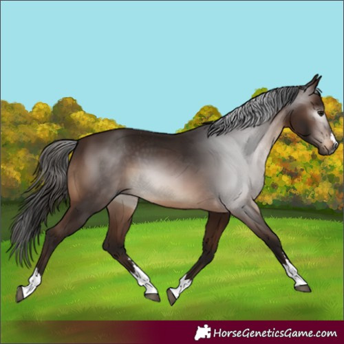 Horse Color:Gray Bay 