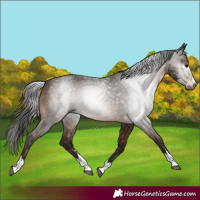 Horse Color:Gray Bay 