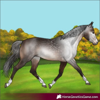 Horse Color:Gray Bay