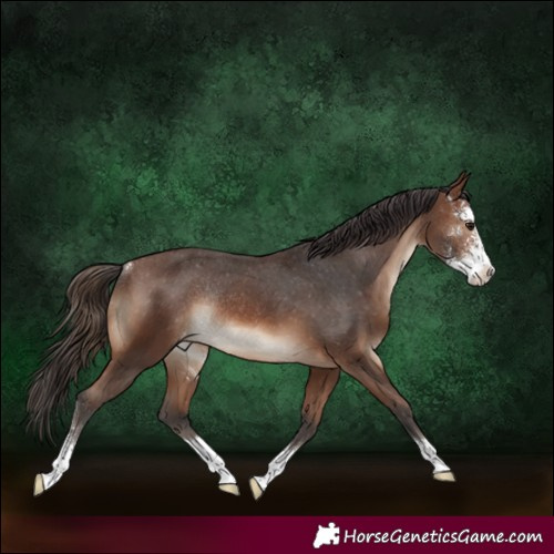 Horse Color:Brown Sabino Appaloosa Rabicano 