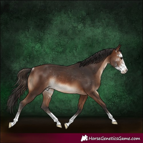 Horse Color:Brown Sabino Appaloosa Rabicano 
