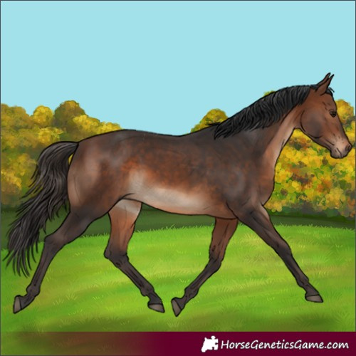 Horse Color:Brown Rabicano