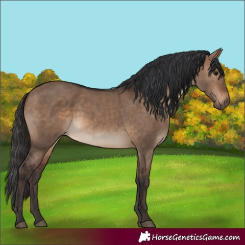 Horse Color:Brown Dun Rabicano 