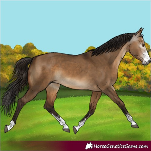 Horse Color:Gray Bay Dun Sabino 