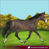 Horse Color:Brown Dun Sabino Rabicano
