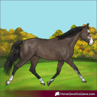 Horse Color:Brown Dun Sabino Rabicano 
