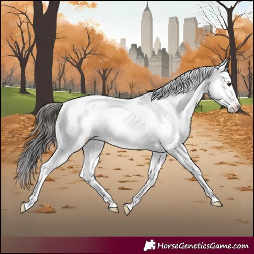 Horse Color:Brown Dun Sabino Rabicano 