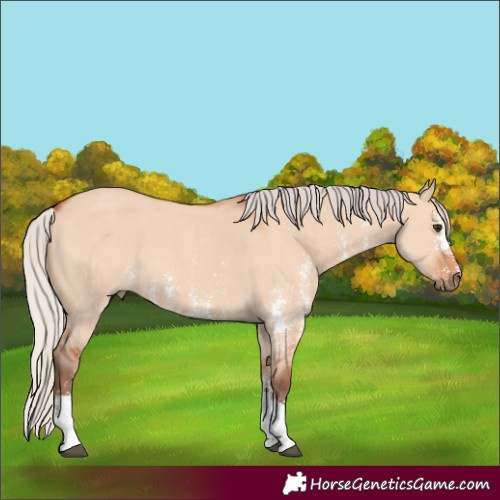 Horse Color:Silver Bay Dun Sabino 