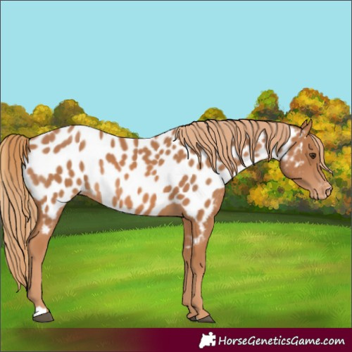 Horse Color:Chestnut Appaloosa Rabicano
