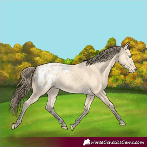 Horse Color:Amber Cream Champagne Appaloosa 