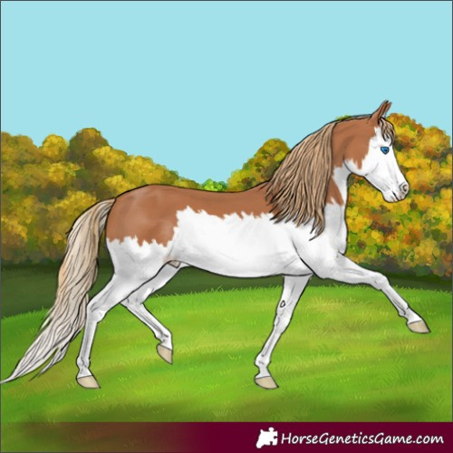 Horse Color:Chestnut Splash 
