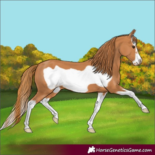 Horse Color:Chestnut Splash Frame
