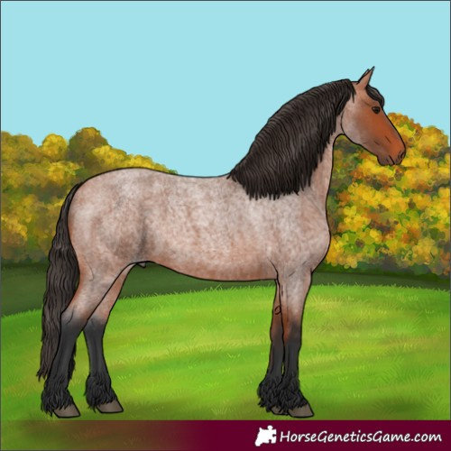 Horse Color:Unknown 