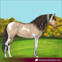 Horse Color:Bay Dun Tobiano 