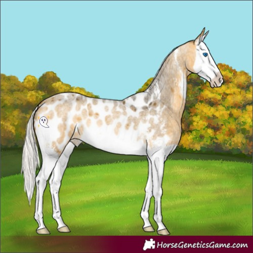 Horse Color:Silver Buckskin Roan Sabino Splash Appaloosa