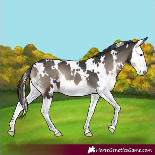 Horse Color:White Spotted Blue Onyx Splash