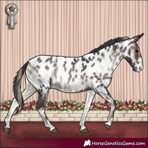 Horse Color:White Spotted Blue Onyx Appaloosa Rabicano 
