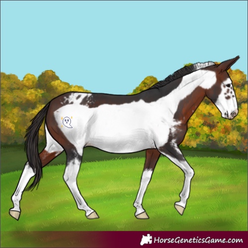 Horse Color:Brown Sabino Frame Appaloosa
